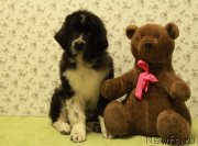 Превью фото № 138737