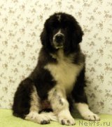 Превью фото № 138740