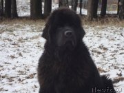 Превью фото № 138799