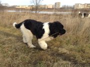 Превью фото № 138839