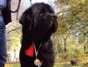 Превью фото № 138863