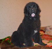 Превью фото № 138930