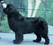 Превью фото № 138943