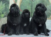 Превью фото № 138944