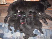 Превью фото № 138950