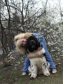 Превью фото № 138963