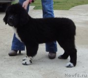 Превью фото № 138967