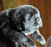 Превью фото № 138971