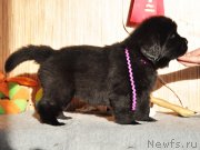 Превью фото № 139002