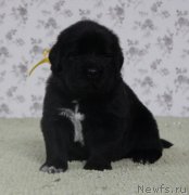 Превью фото № 139078