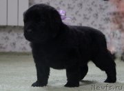 Превью фото № 139079