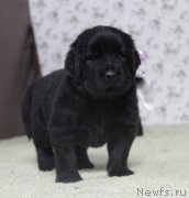 Превью фото № 139082