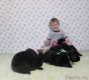 Превью фото № 139084