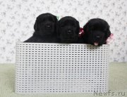 Превью фото № 139094