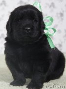 Превью фото № 139104