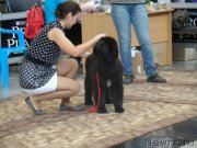 Превью фото № 139127