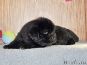 Превью фото № 139136