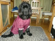 Превью фото № 139182