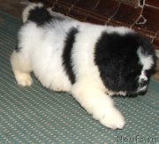 Превью фото № 139191