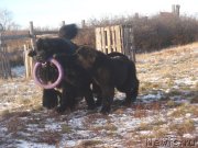 Превью фото № 139276