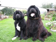 Превью фото № 139320