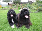 Превью фото № 139321