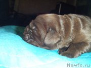 Превью фото № 139342