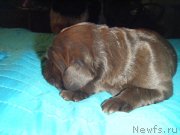 Превью фото № 139343