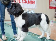 Превью фото № 139392