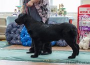 Превью фото № 139399