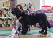 Превью фото № 139400