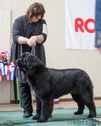 Превью фото № 139405