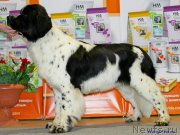 Превью фото № 139457