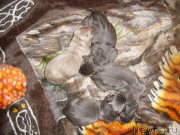 Превью фото № 139507