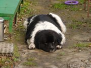 Превью фото № 139513