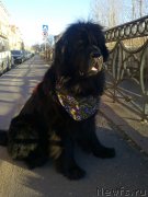 Превью фото № 139537