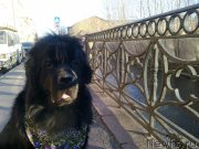 Превью фото № 139538