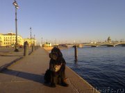 Превью фото № 139542