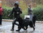 Превью фото № 139548