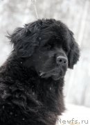 Превью фото № 139630