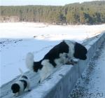 Превью фото № 13964