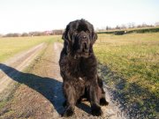 Превью фото № 139650