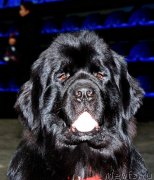 Превью фото № 139654