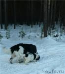 Превью фото № 13966