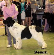 Превью фото № 139721