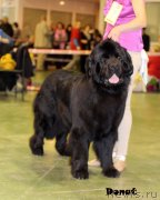 Превью фото № 139729