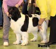 Превью фото № 139739