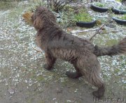 Превью фото № 139758