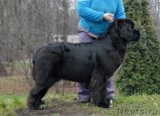 Превью фото № 139763