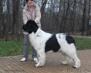 Превью фото № 139774